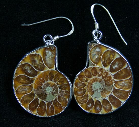 Stylish Ammonite Earrings - Sterling Silver #7670